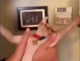 Cat whip japan gay porn threesome