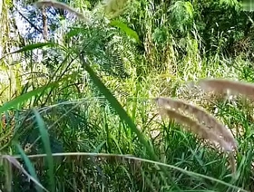 Trabalhadores trepando dentro do mato escondido dos patrões. - EXCLUSIVOS NO SHEER.COM chinese gay porn spankbang